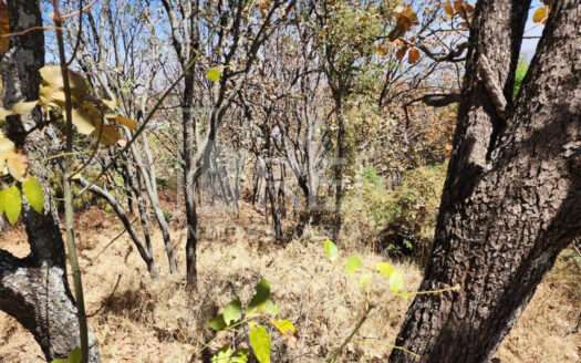 TERRENO EN VENTA EL PALOMAR TLAJOMULCO